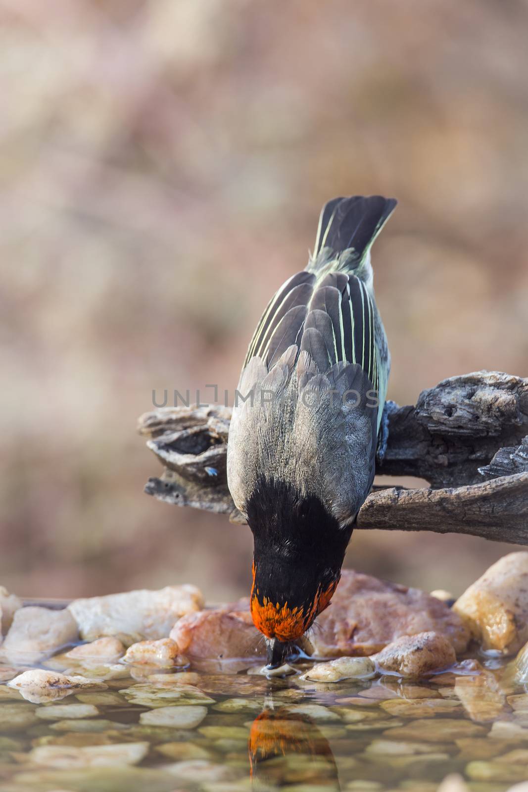 Black collared Barbet drinking in waterhole in Kruger National park, South Africa ; Specie Lybius torquatus family of Ramphastidae