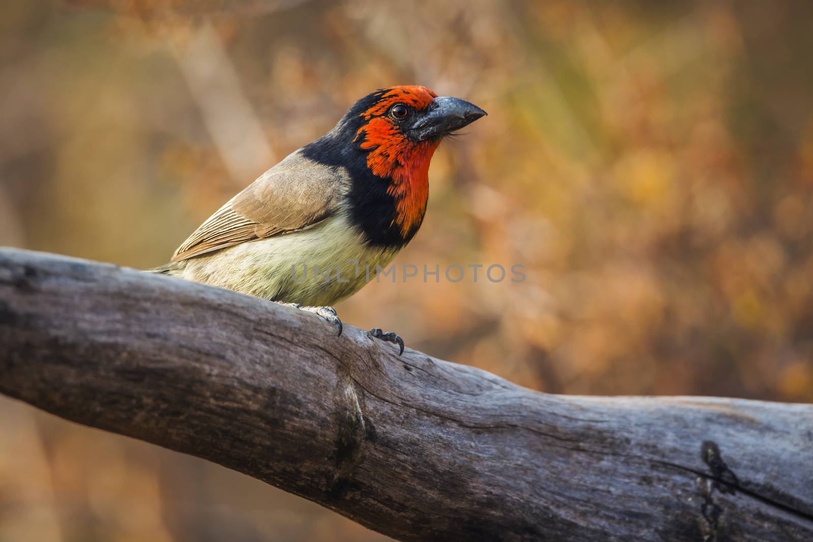 Black collared Barbet standing on a log with fall colors background in Kruger National park, South Africa ; Specie Lybius torquatus family of Ramphastidae