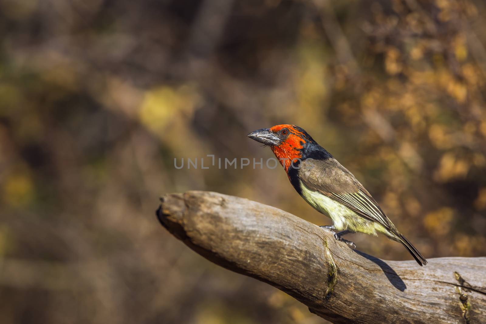 Black collared Barbet standing on a log with fall colors background in Kruger National park, South Africa ; Specie Lybius torquatus family of Ramphastidae