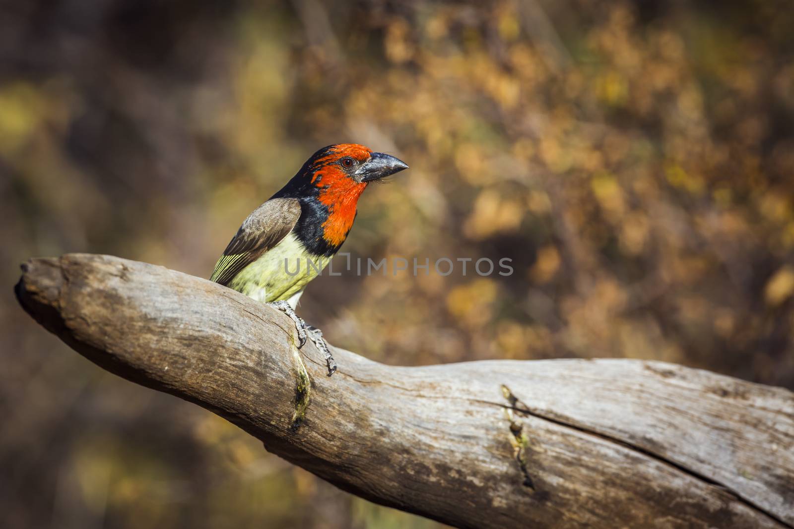 Black collared Barbet standing on a log with fall colors background in Kruger National park, South Africa ; Specie Lybius torquatus family of Ramphastidae