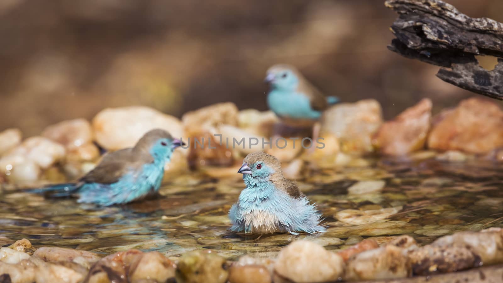 Three Blue-breasted Cordonbleu bathing in waterhole in Kruger National park, South Africa ; Specie Uraeginthus angolensis family of Estrildidae