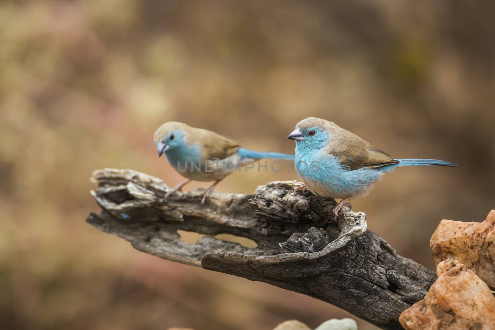 Two Blue-breasted Cordonbleu standing on a log with natural background in Kruger National park, South Africa ; Specie Uraeginthus angolensis family of Estrildidae