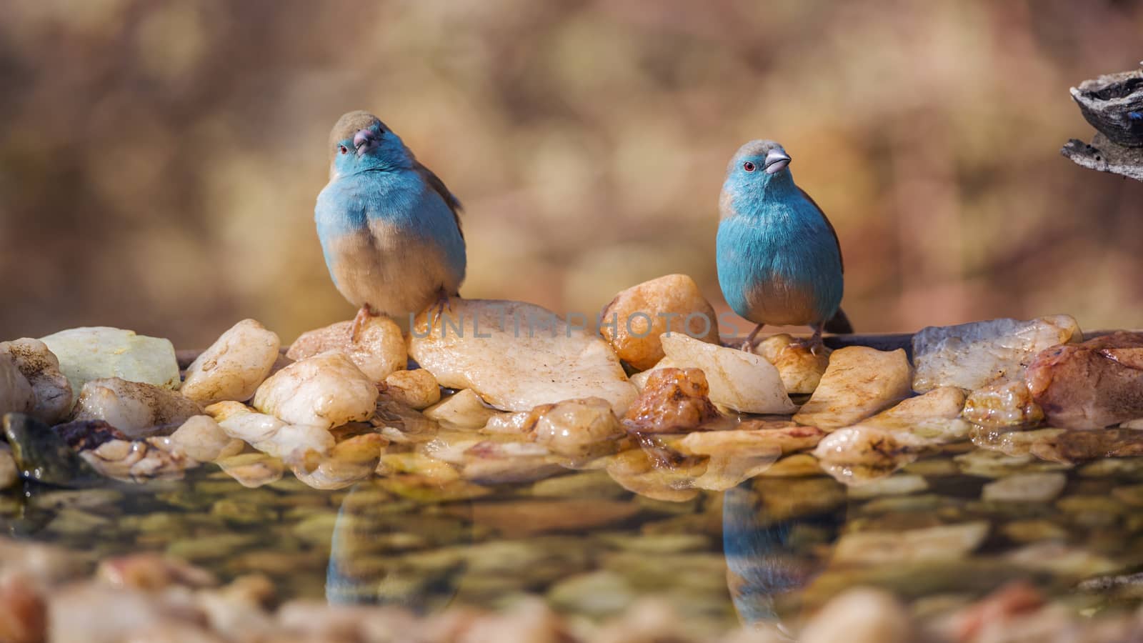 Two Blue-breasted Cordonbleu standing at waterhole in Kruger National park, South Africa ; Specie Uraeginthus angolensis family of Estrildidae