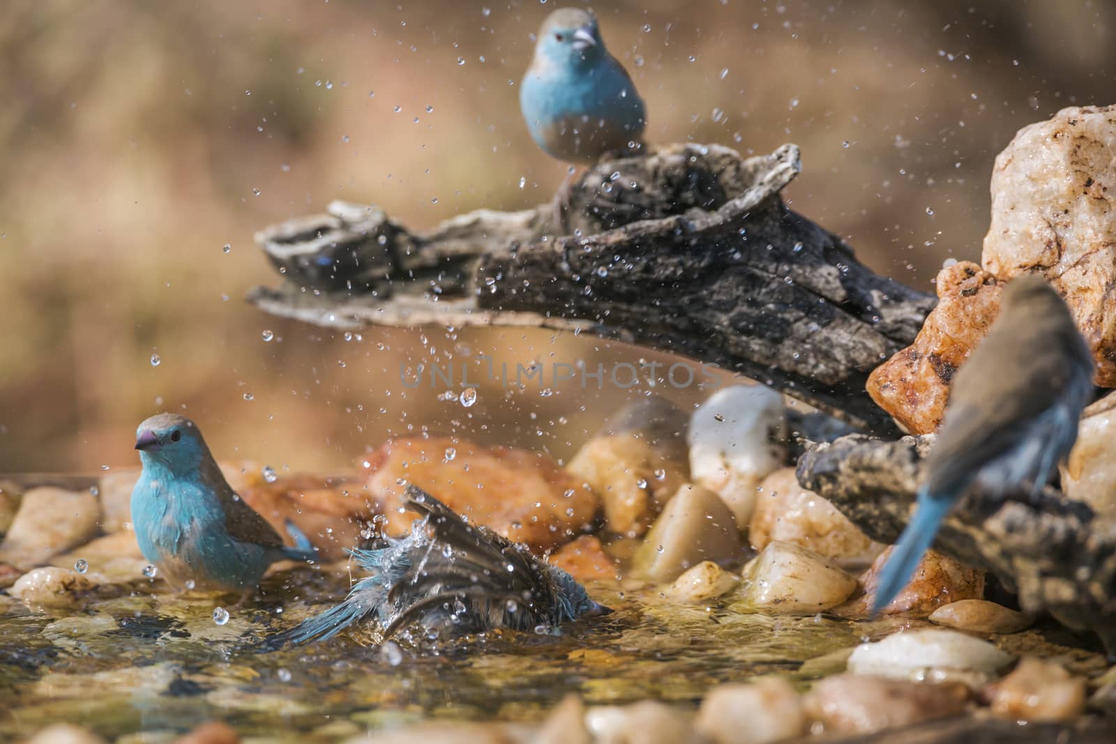 Four Blue-breasted Cordonbleu bathing at waterhole in Kruger National park, South Africa ; Specie Uraeginthus angolensis family of Estrildidae