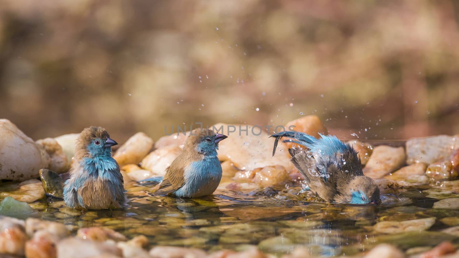 Three Blue-breasted Cordonbleu bathing at waterhole in Kruger National park, South Africa ; Specie Uraeginthus angolensis family of Estrildidae