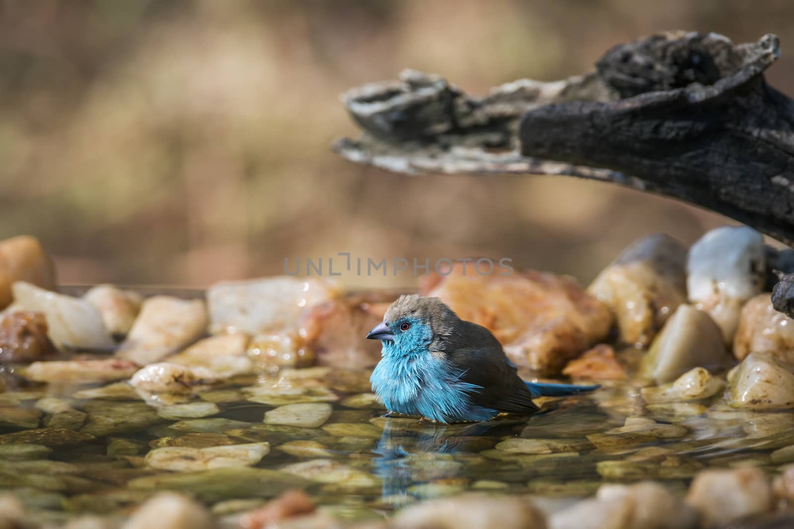 Blue-breasted Cordonbleu bathing in waterhole in Kruger National park, South Africa ; Specie Uraeginthus angolensis family of Estrildidae
