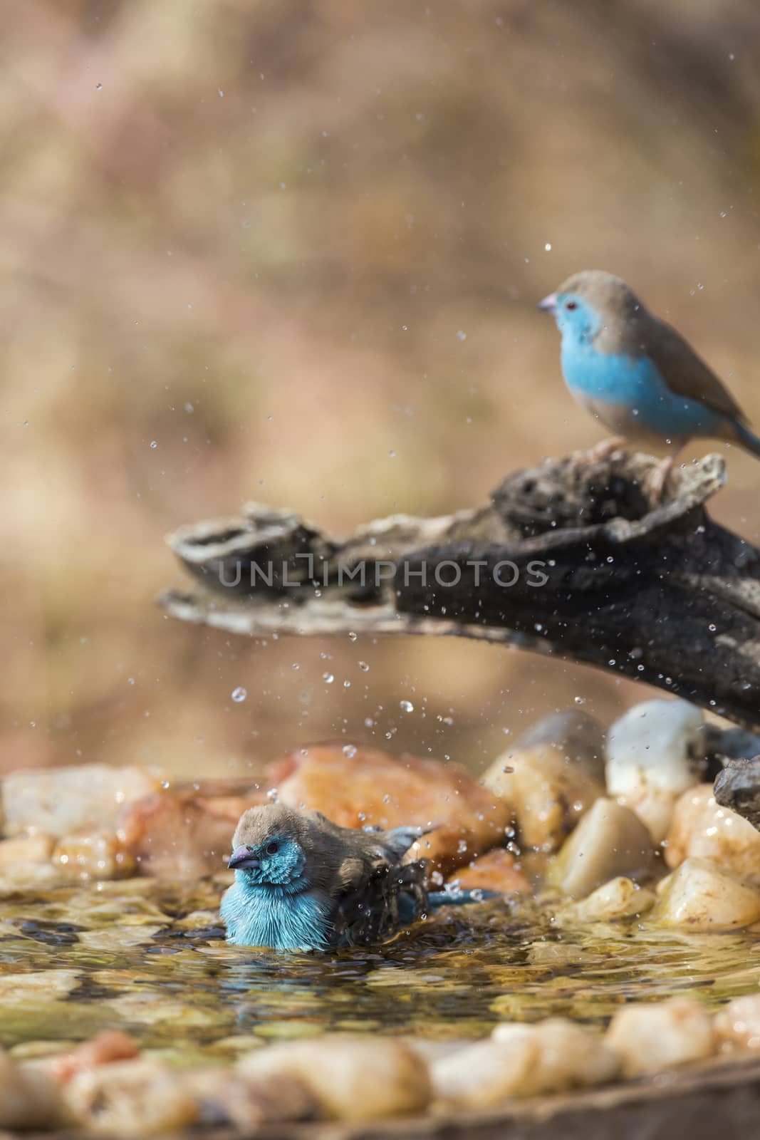 Two Blue-breasted Cordonbleu bathing in waterhole in Kruger National park, South Africa ; Specie Uraeginthus angolensis family of Estrildidae