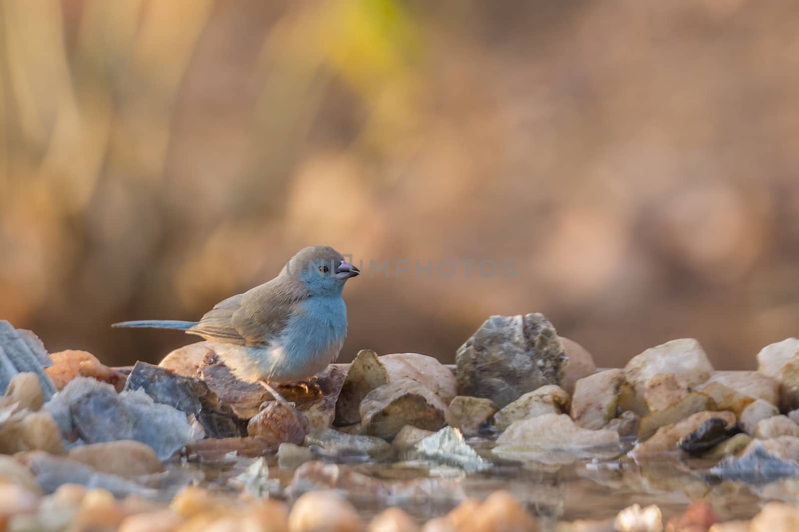 Blue-breasted Cordonbleu in waterhole with morning light in Kruger National park, South Africa ; Specie Uraeginthus angolensis family of Estrildidae