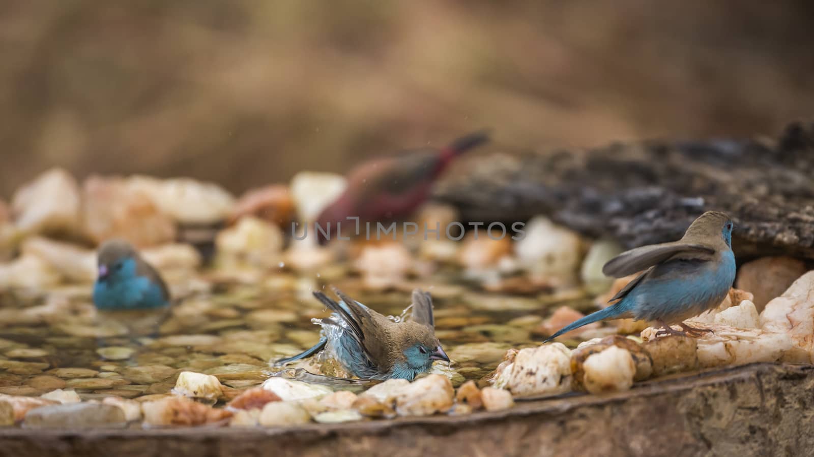 Three Blue-breasted Cordonbleu bathing in waterhole in Kruger National park, South Africa ; Specie Uraeginthus angolensis family of Estrildidae