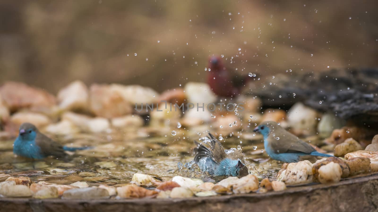 Three Blue-breasted Cordonbleu bathing in waterhole in Kruger National park, South Africa ; Specie Uraeginthus angolensis family of Estrildidae