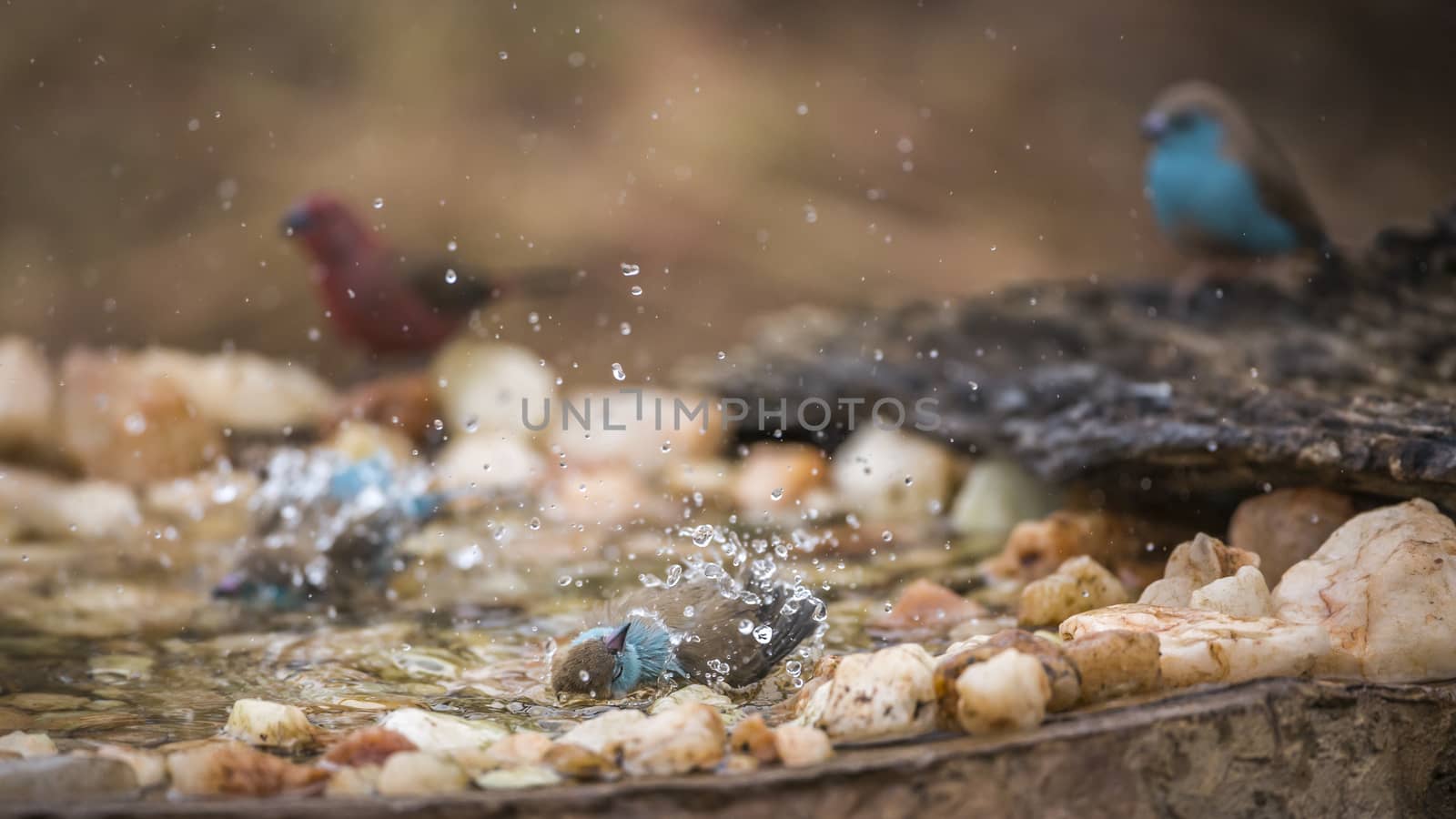 Three Blue-breasted Cordonbleu bathing in waterhole in Kruger National park, South Africa ; Specie Uraeginthus angolensis family of Estrildidae