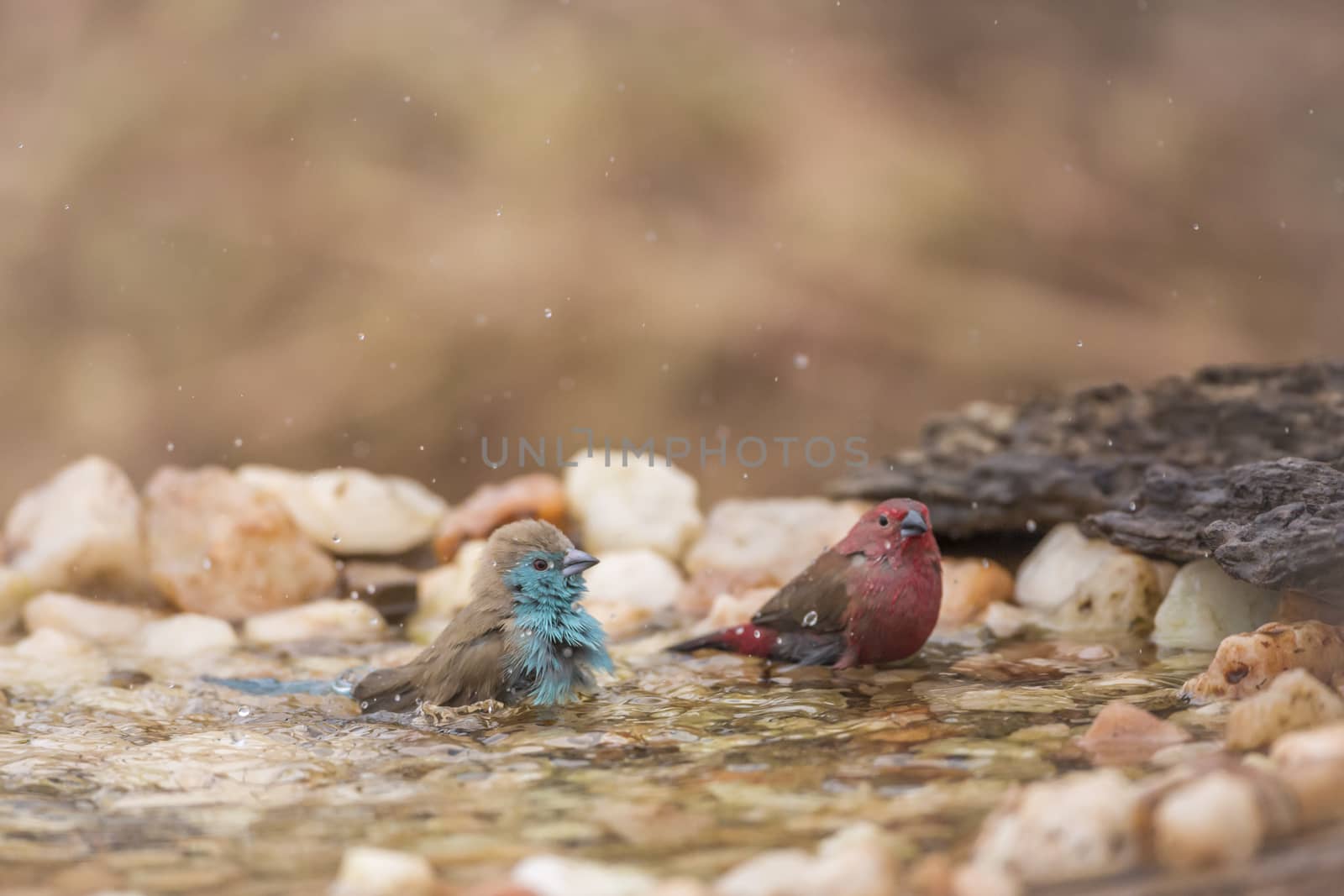 Jameson Firefinch and Blue breasted Cordonbleu bathing in waterhole in Kruger National park, South Africa ; Specie Lagonosticta rhodopareia and Uraeginthus angolensis family of Estrildidae