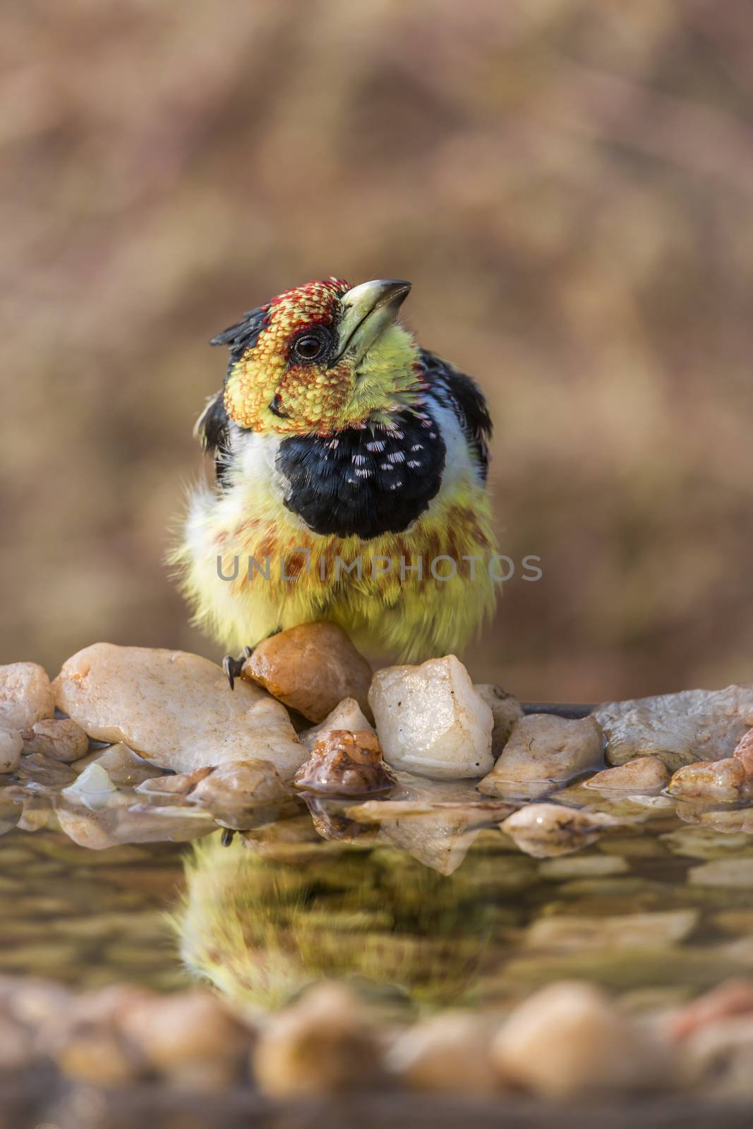 Crested Barbet standing at waterhole in Kruger National park, South Africa ; Specie Trachyphonus vaillantii family of Ramphastidae