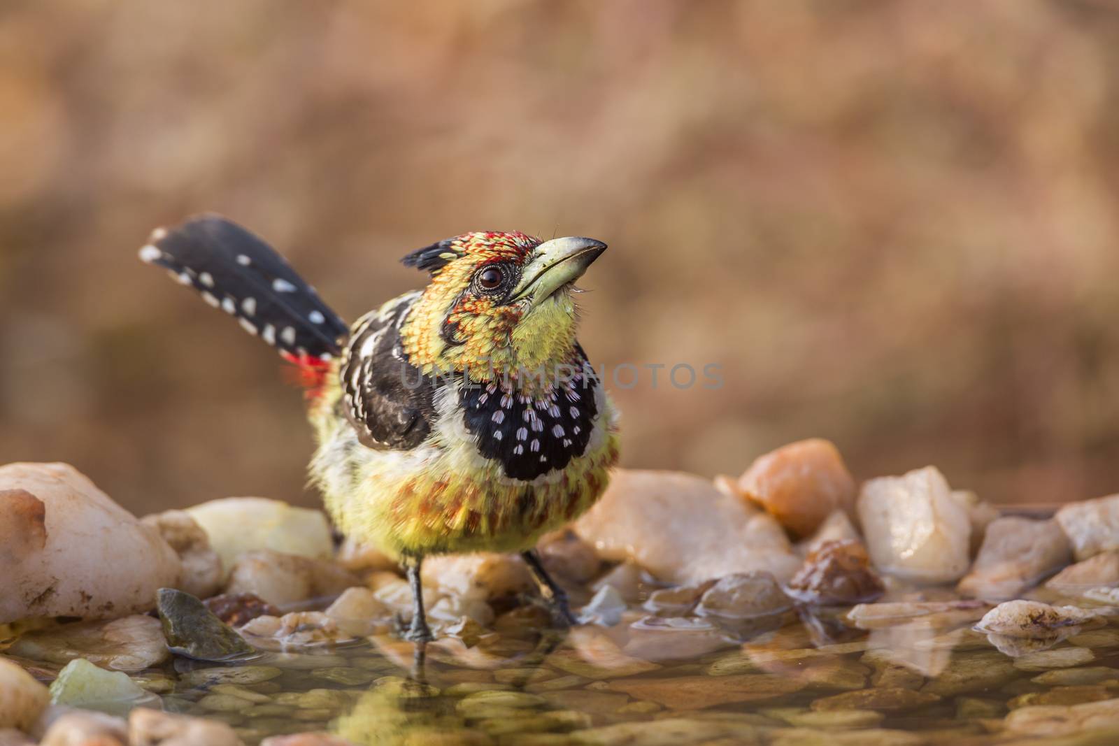 Crested Barbet standing at waterhole in Kruger National park, South Africa ; Specie Trachyphonus vaillantii family of Ramphastidae