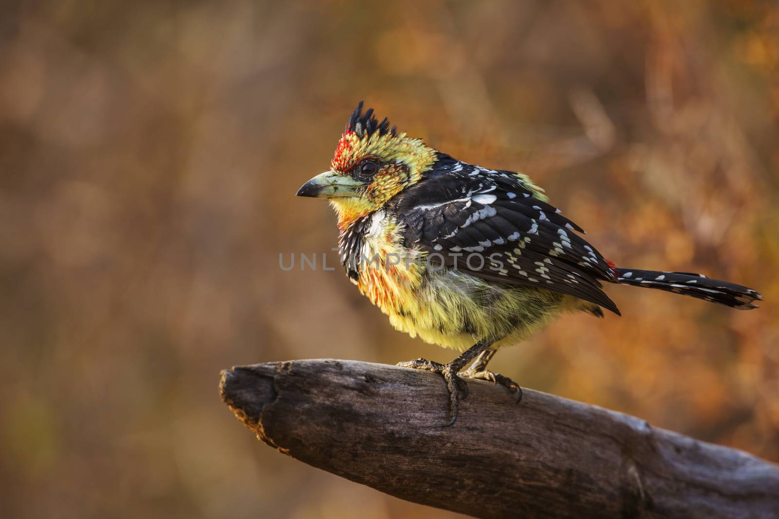 Crested Barbet standing on a log with fall colors background in Kruger National park, South Africa ; Specie Trachyphonus vaillantii family of Ramphastidae