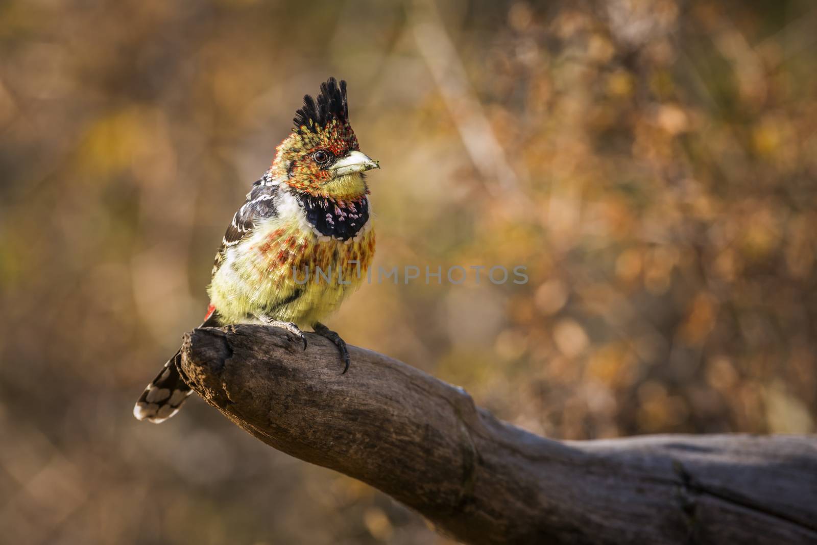 Crested Barbet standing on a log with fall colors background in Kruger National park, South Africa ; Specie Trachyphonus vaillantii family of Ramphastidae