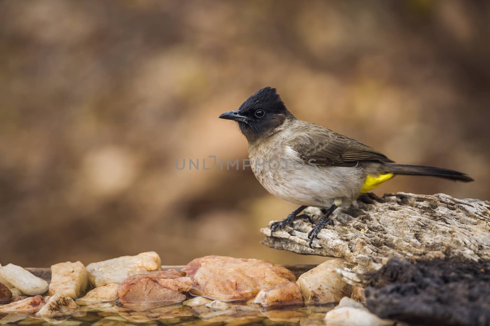 Dark capped Bulbul standing on a log at waterhole in Kruger National park, South Africa ; Specie Pycnonotus tricolor family of Pycnonotidae