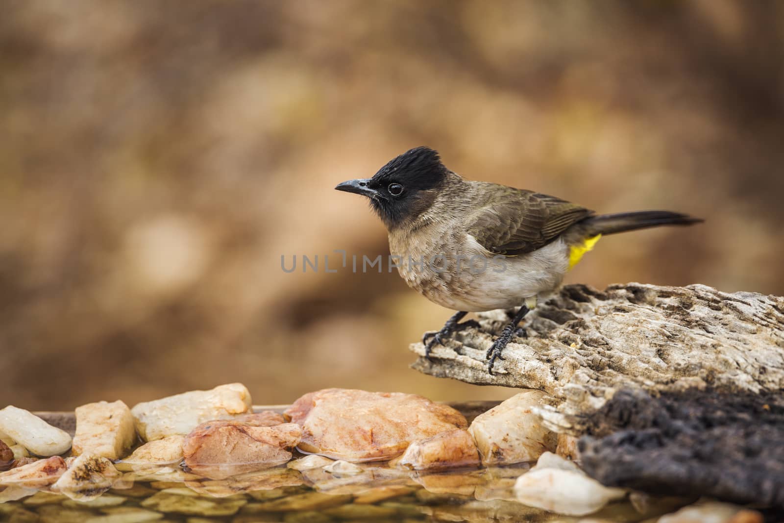 Dark capped Bulbul standing on a log at waterhole in Kruger National park, South Africa ; Specie Pycnonotus tricolor family of Pycnonotidae