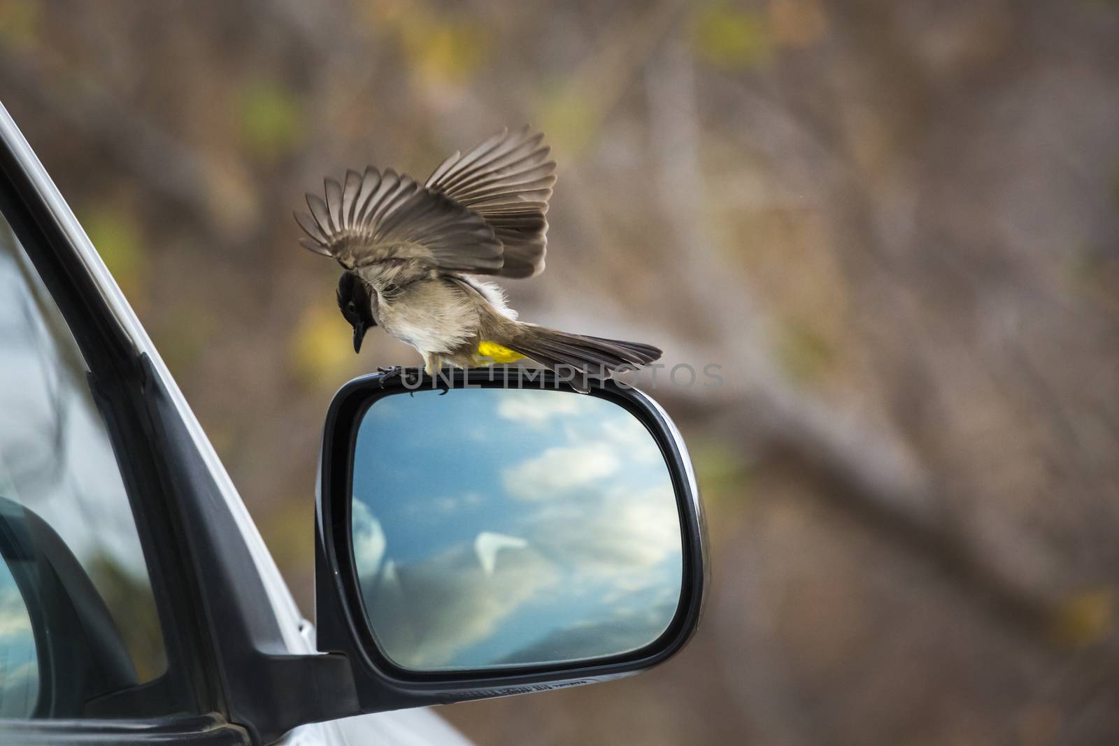 Dark capped Bulbul playing with car miror in Kruger National park, South Africa ; Specie Pycnonotus tricolor family of Pycnonotidae