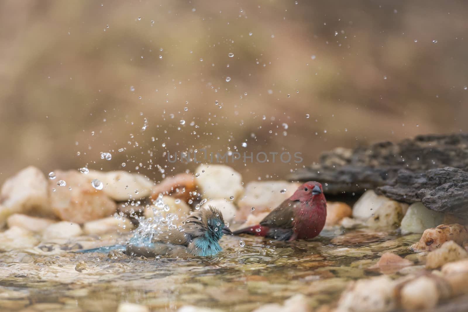 Jameson Firefinch and Blue breasted Cordonbleu bathing in waterhole in Kruger National park, South Africa ; Specie Lagonosticta rhodopareia and Uraeginthus angolensis family of Estrildidae