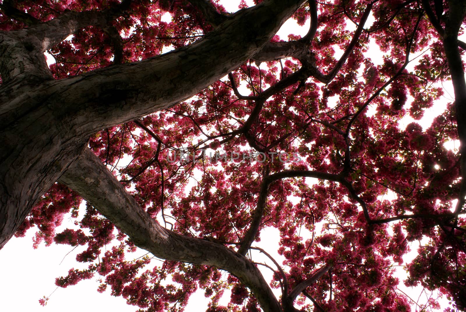 A tranquil view from beneath the Cherry Tree during the full springtime bloom of the pink flowers.