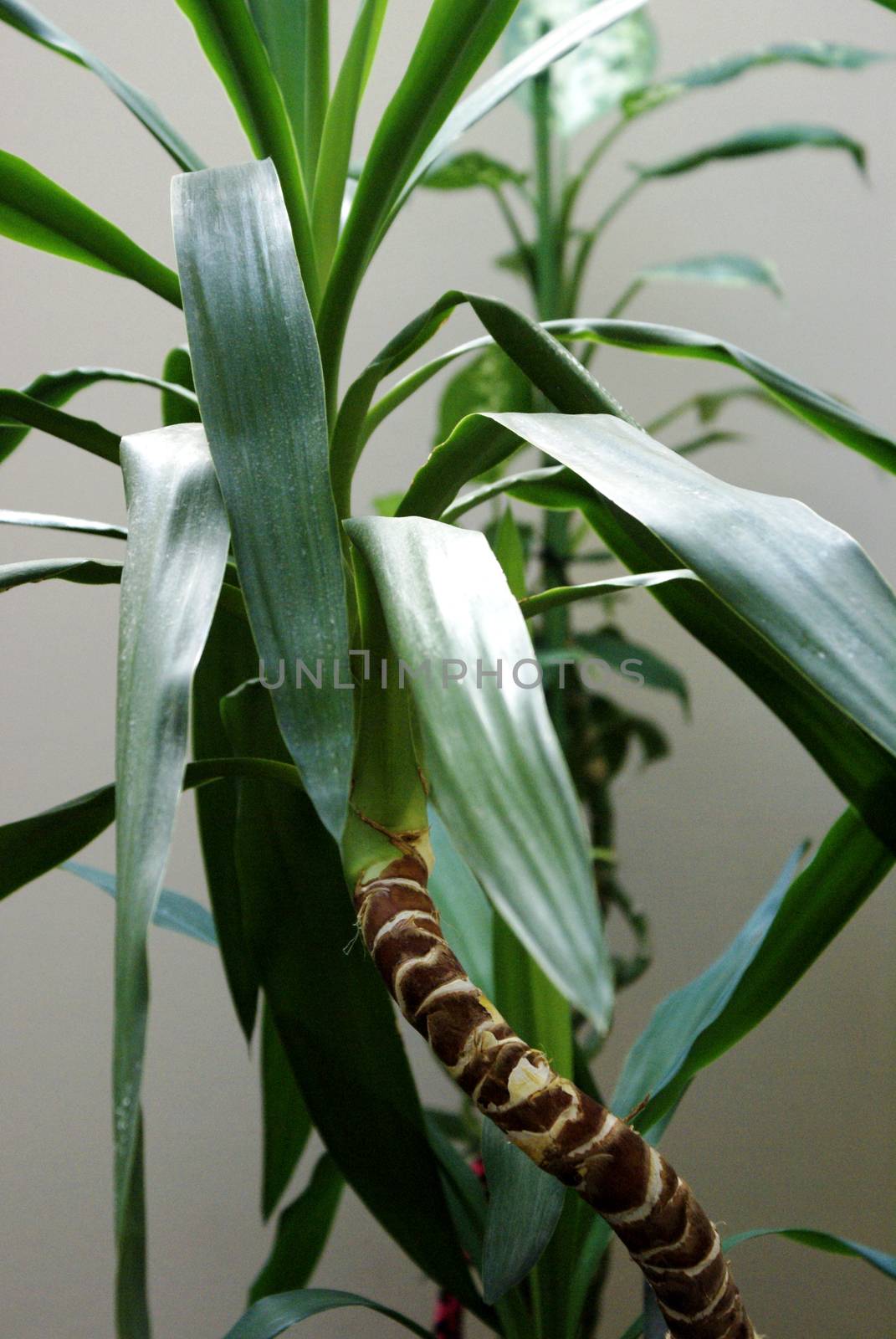 An image focused on this tropical potted houseplant seen soaking up the diffused light from the indoor space.