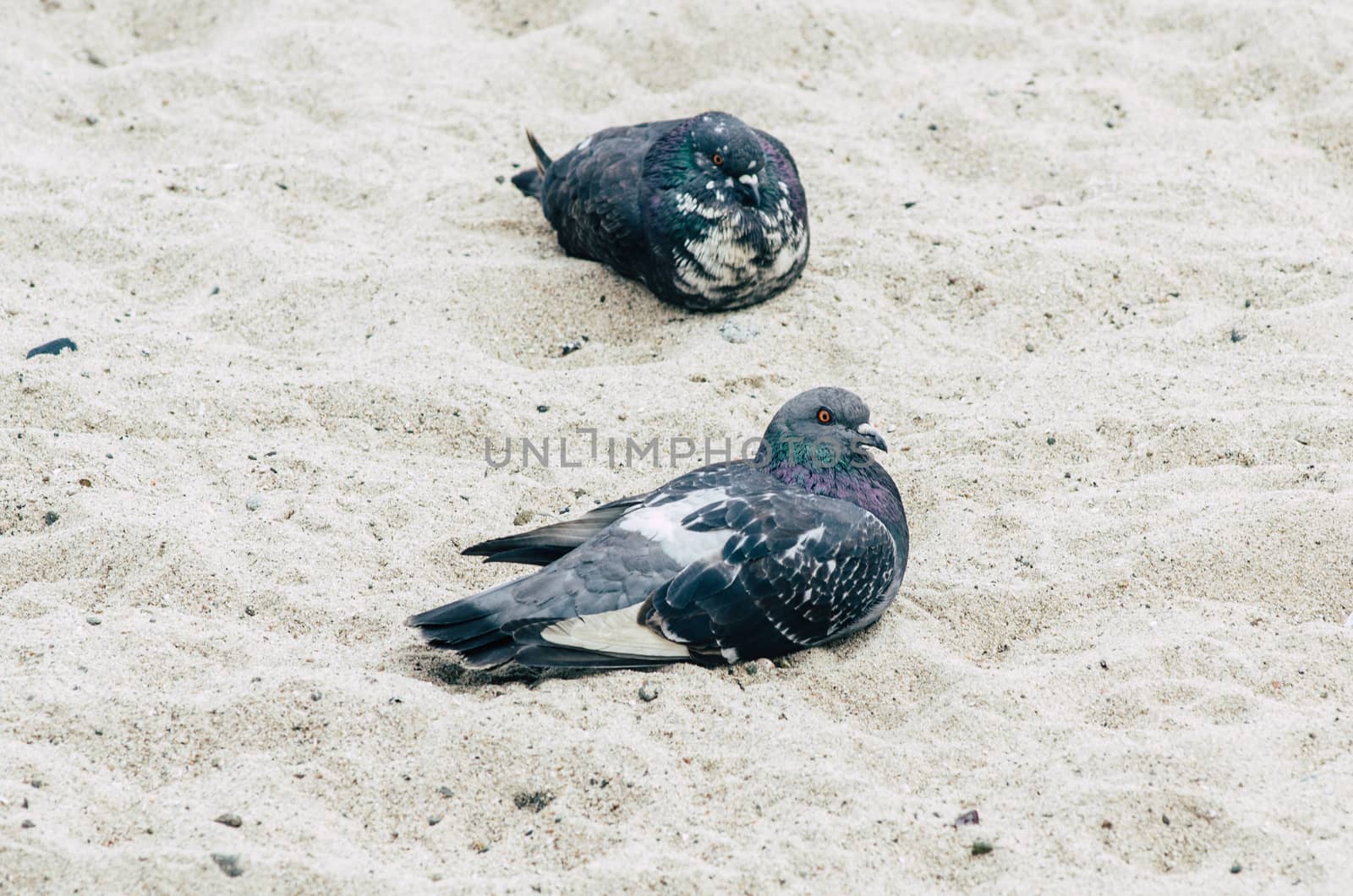 Pigeons on a sandy beach. pigeon walks on the beach.