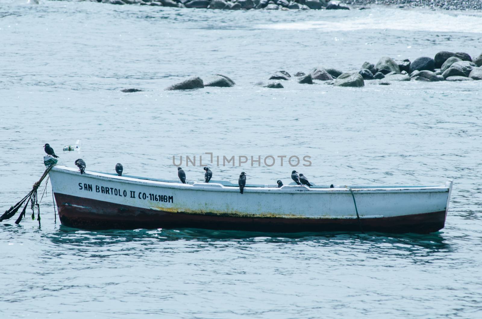 Fishing boat followed by many seagulls on the sea