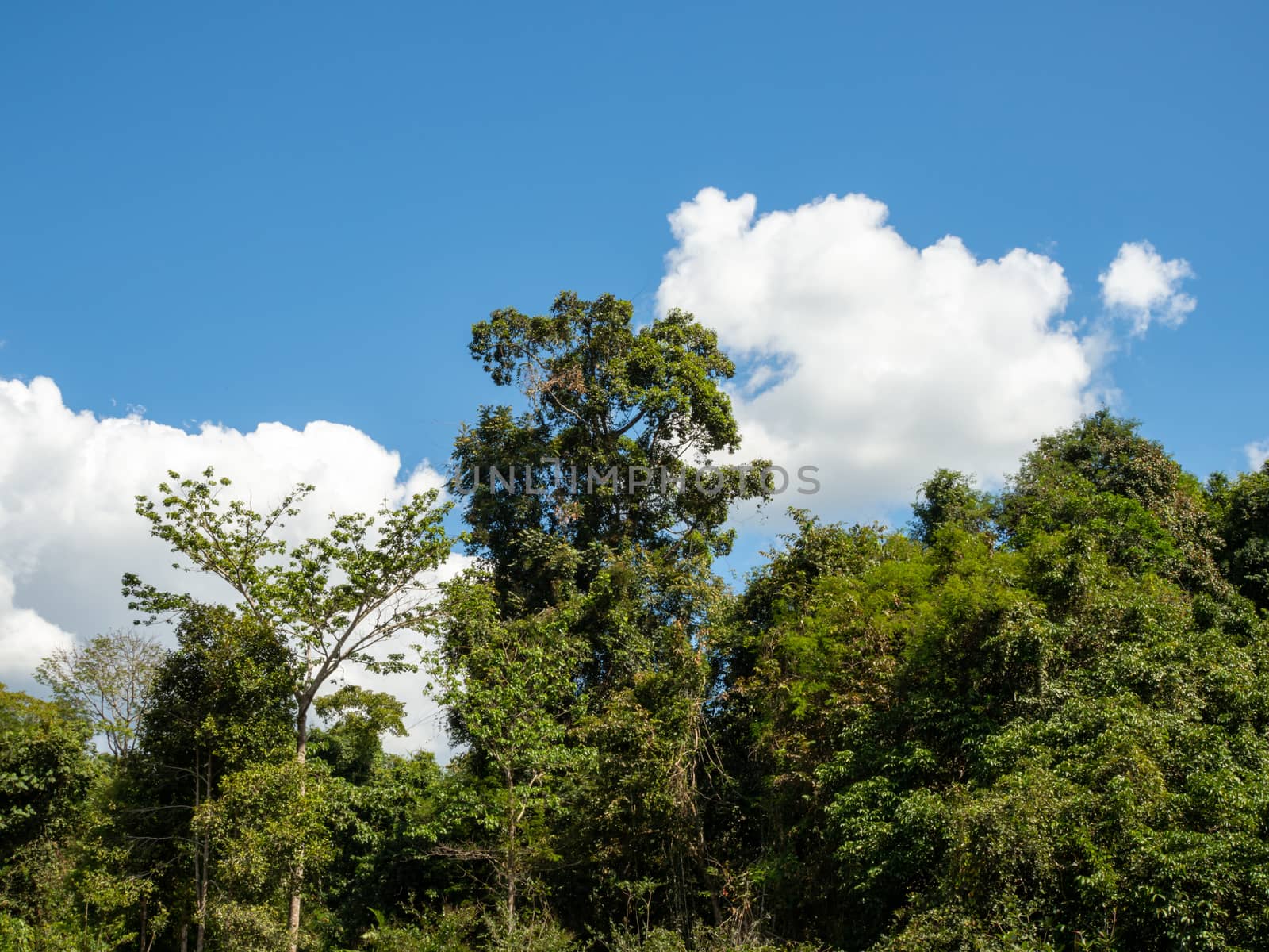 Green forest on the background of the sky and white clouds