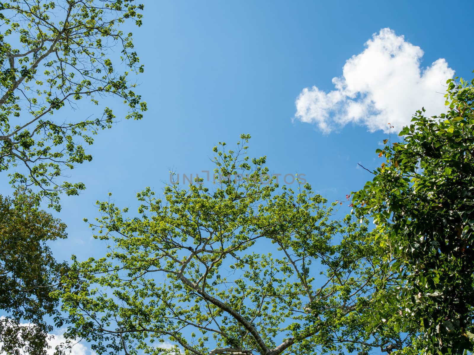 Green trees on the background of the sky and white clouds by Unimages2527