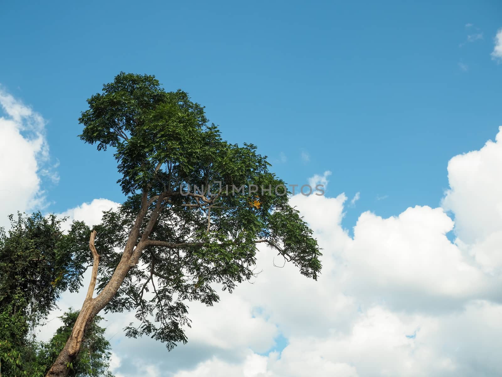 Green trees on cloud and sky background