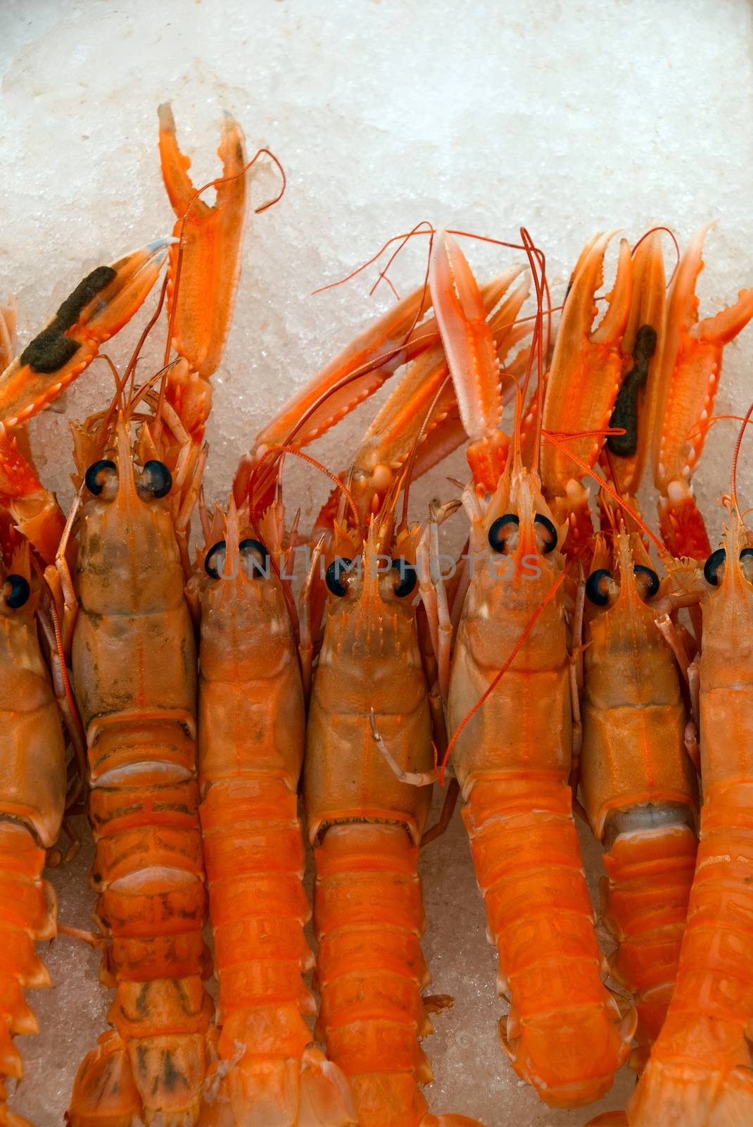 Close up fresh catch of raw red langoustines (Nephrops norvegicus, Norway lobster, Dublin Bay prawn or scampi) on ice at retail market display, top view, directly above