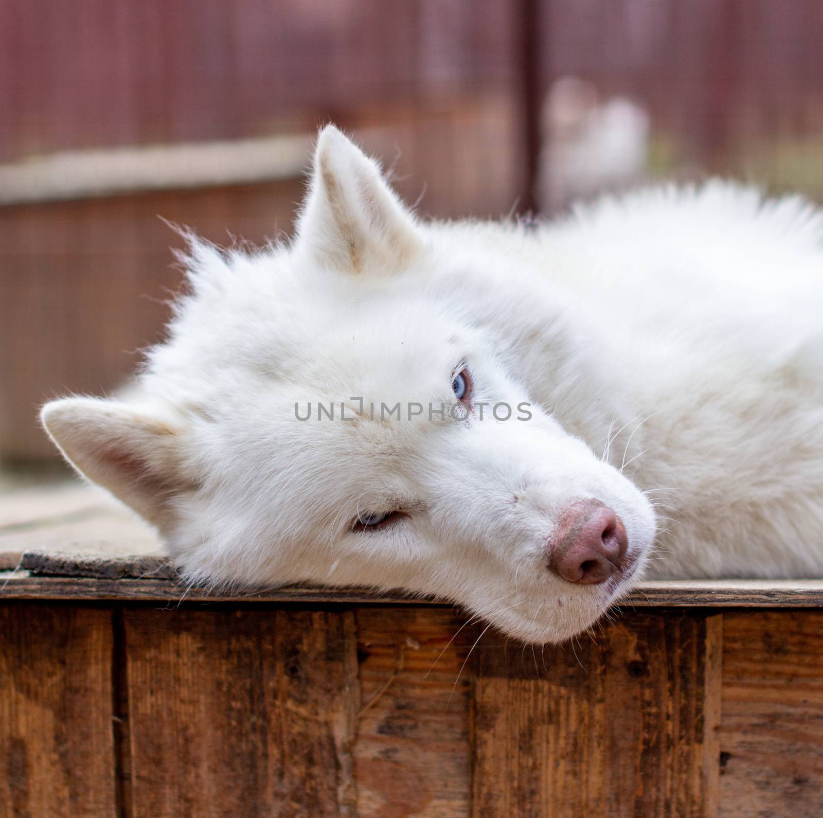 A white Siberian husky lies on a wooden house. The dog is lying, bored and resting. High quality photo