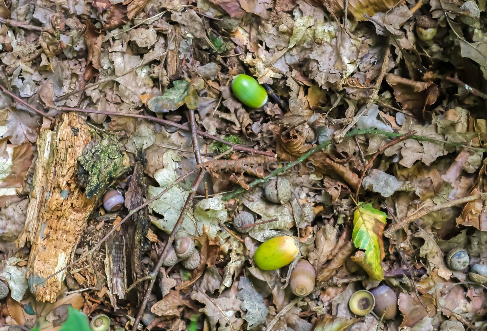 Forest floor with beech nuts from oaks. Nature background textur by MP_foto71