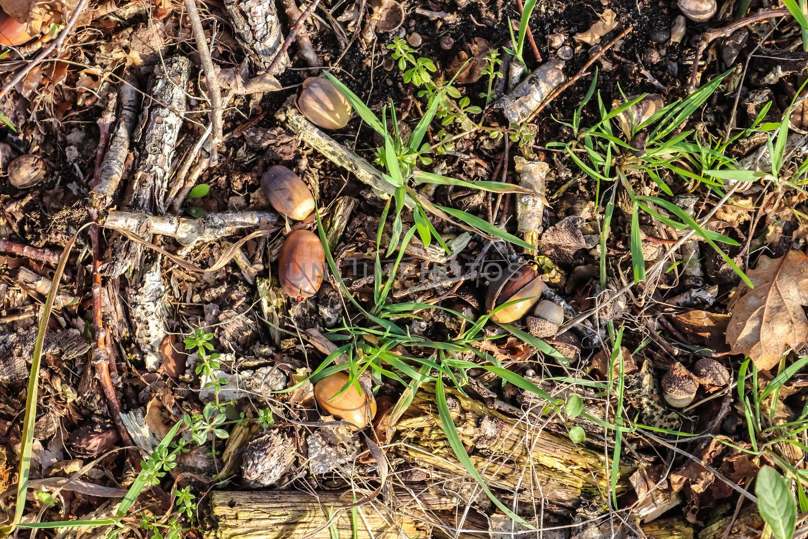 Forest floor with beech nuts from oaks. Nature background textur by MP_foto71
