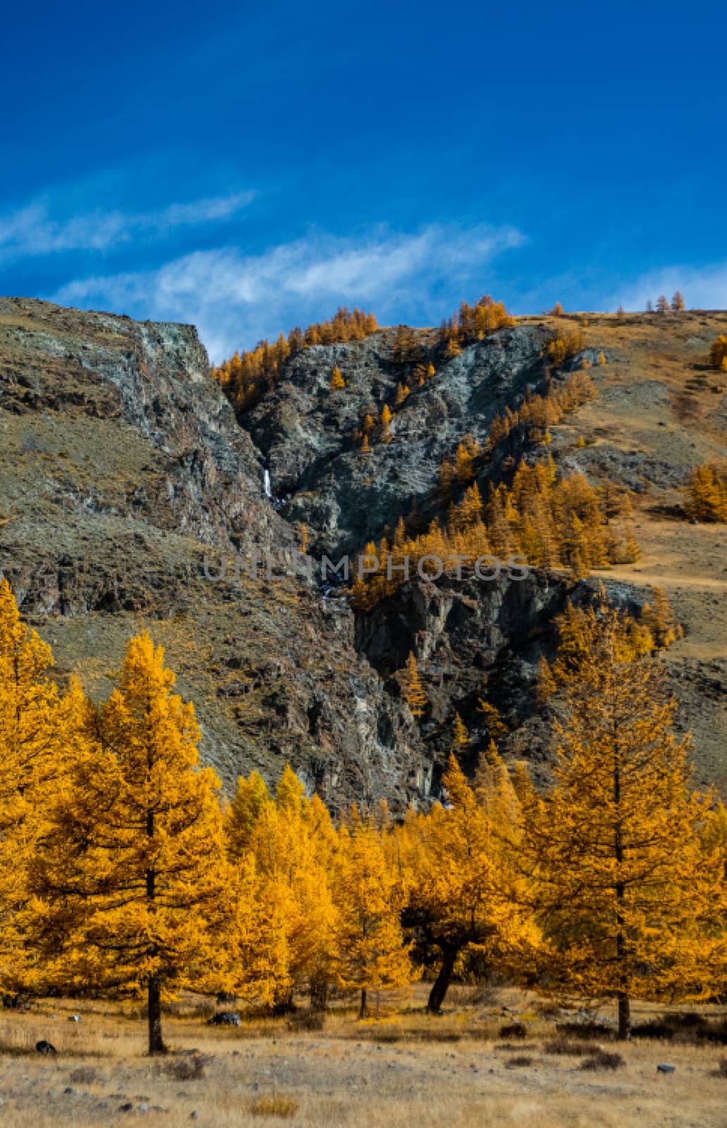 Yellowed conifers. Autumn in the altai forests. by DePo