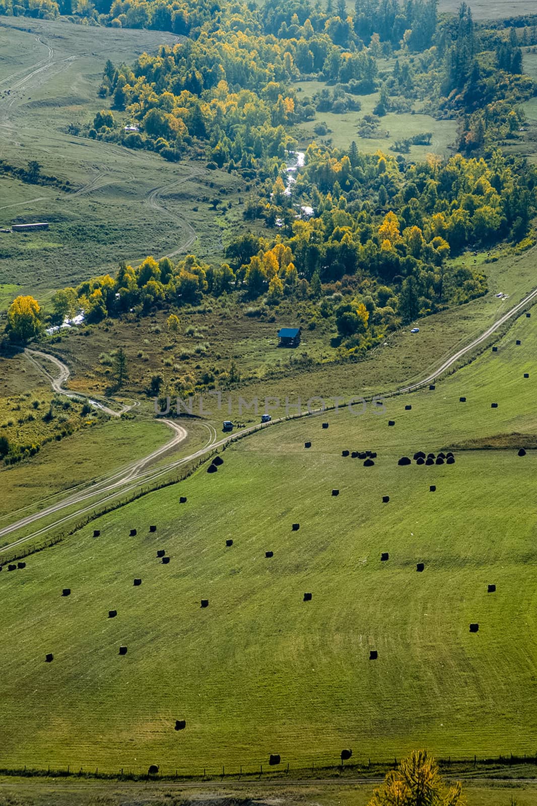 Bales of hay in meadow. Harvesting hay for livestock feed. by DePo