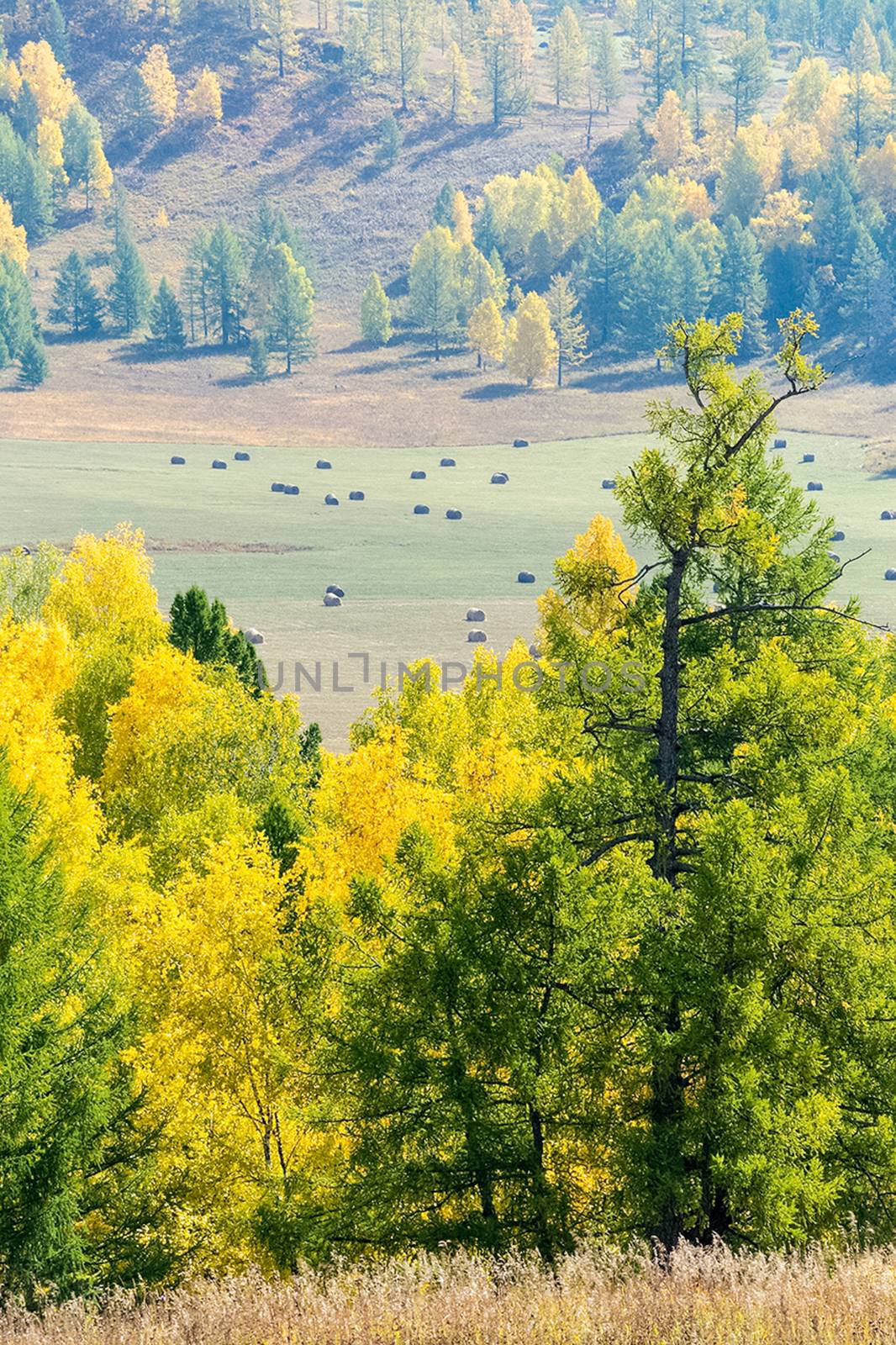 Coniferous trees in the Altai Mountains. Landscape of forests and mountains.