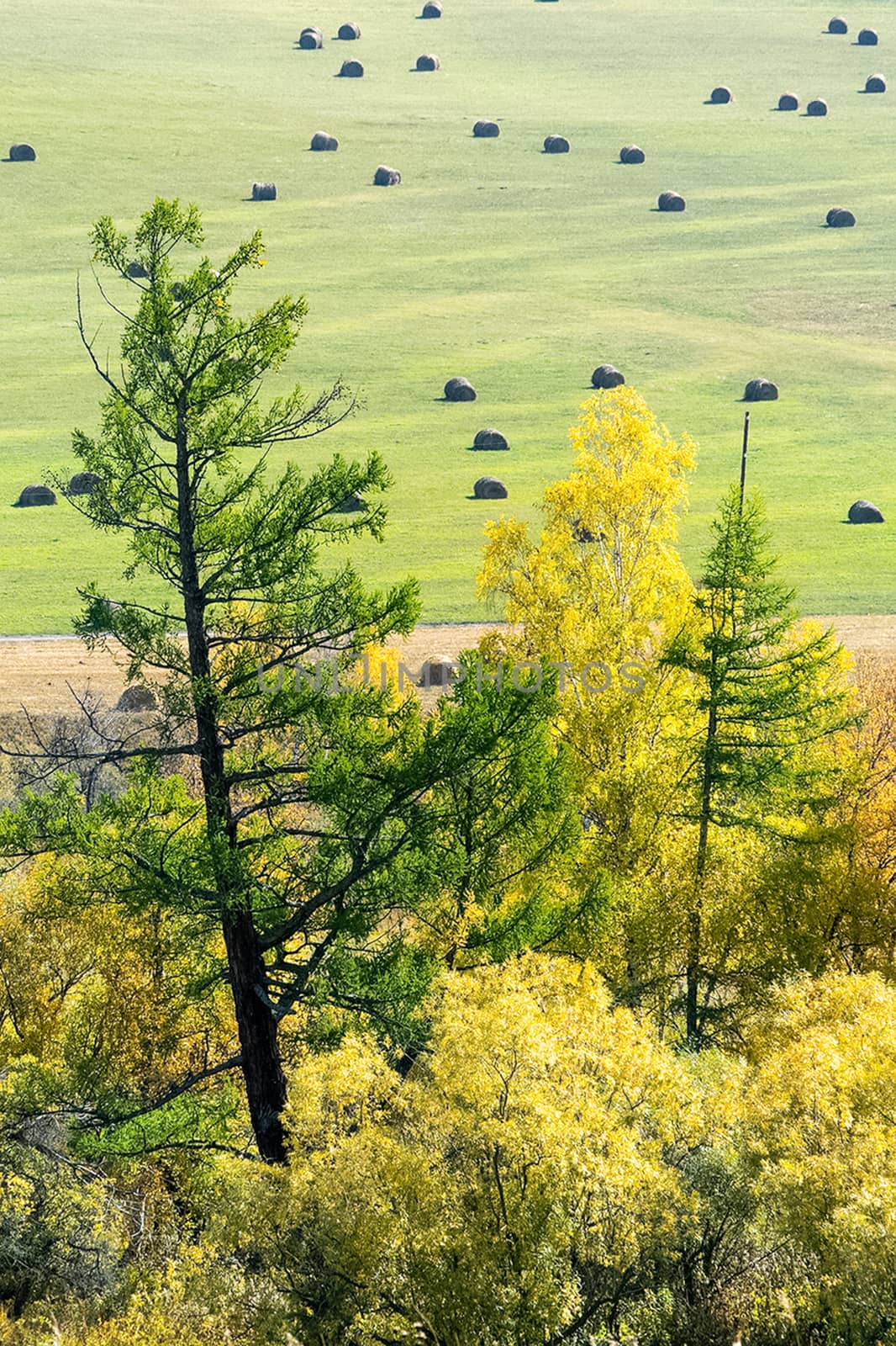 Coniferous trees in Altai Mountains. Landscape of forests and mountains. by DePo