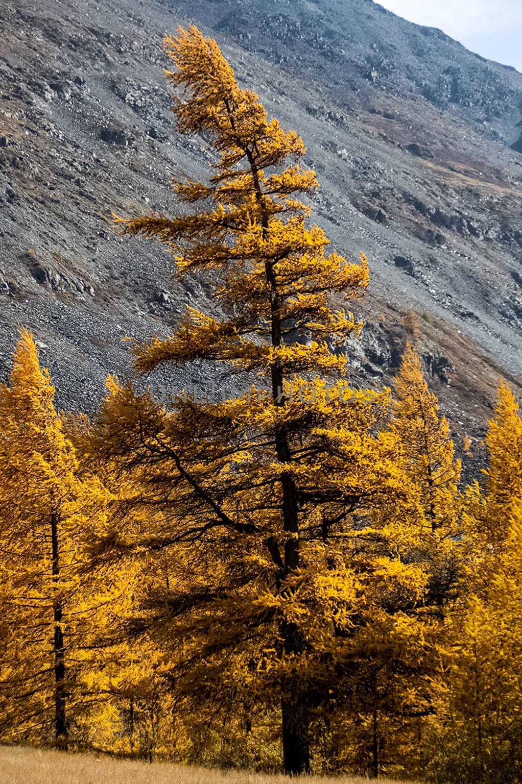 Coniferous trees in the Altai Mountains. Landscape of forests and mountains.