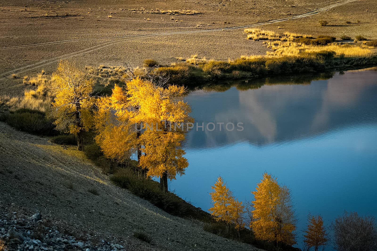 Golden autumn in forests of the Altai. Yellow trees in autumn near the reservoir. by DePo