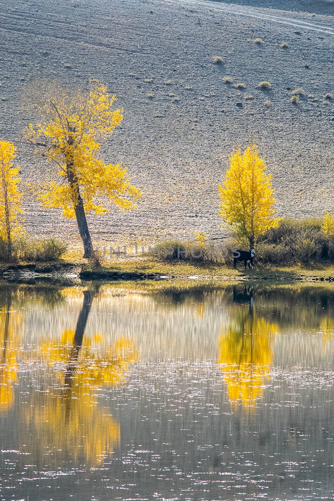 Golden autumn in the forests of the Altai. Yellow trees in autumn near the reservoir.