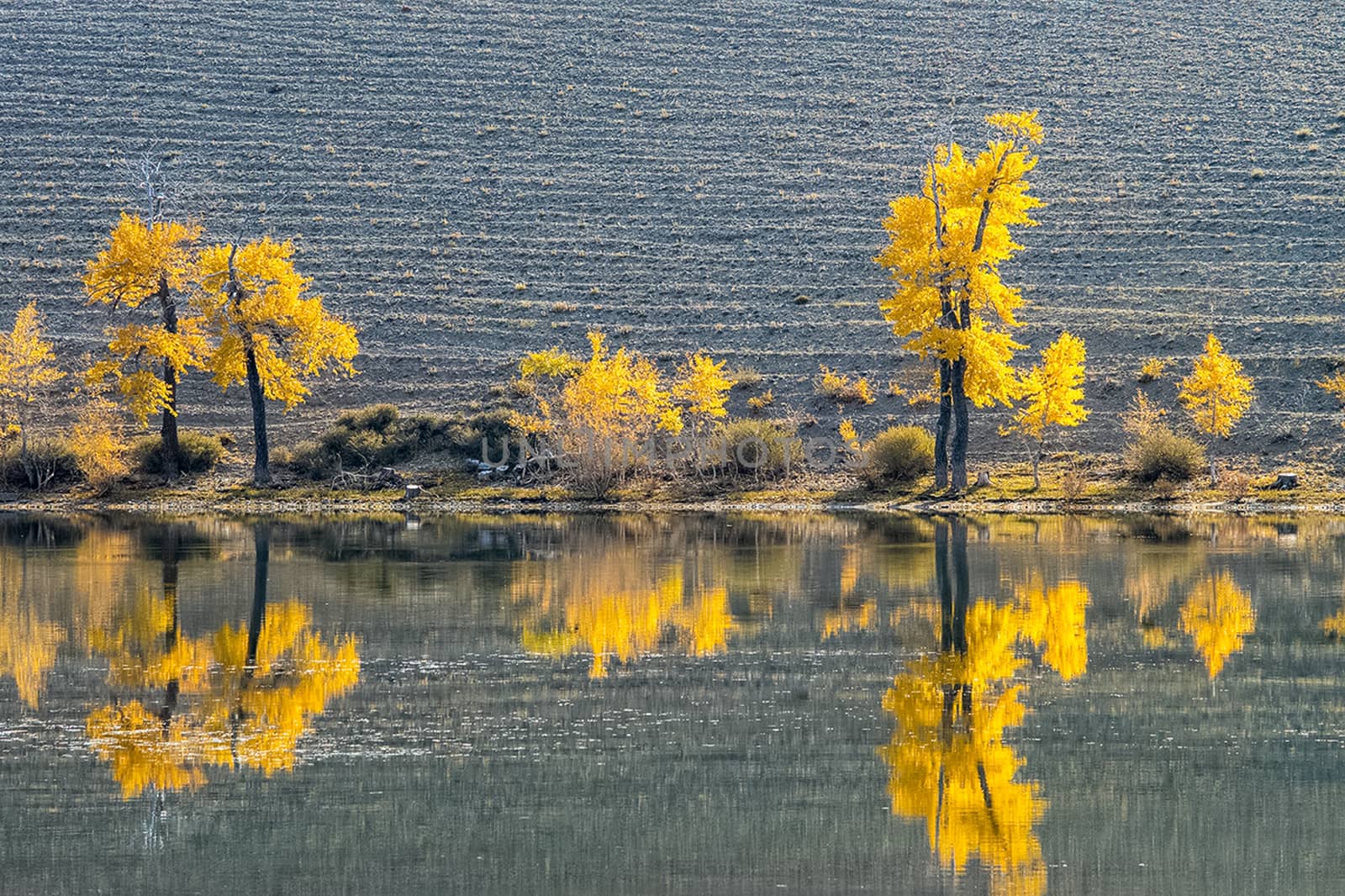 Golden autumn in the forests of the Altai. Yellow trees in autumn near the reservoir.