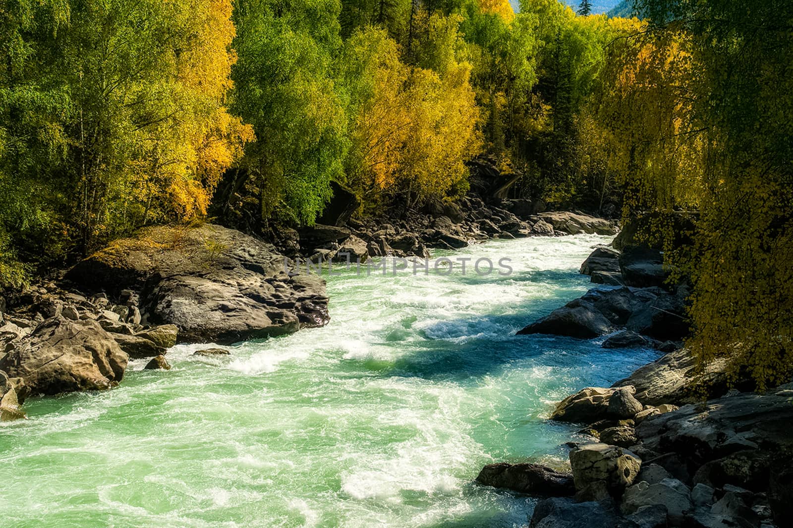 The mountain river flows over the rocks. The rivers are altai. Nature is altai.