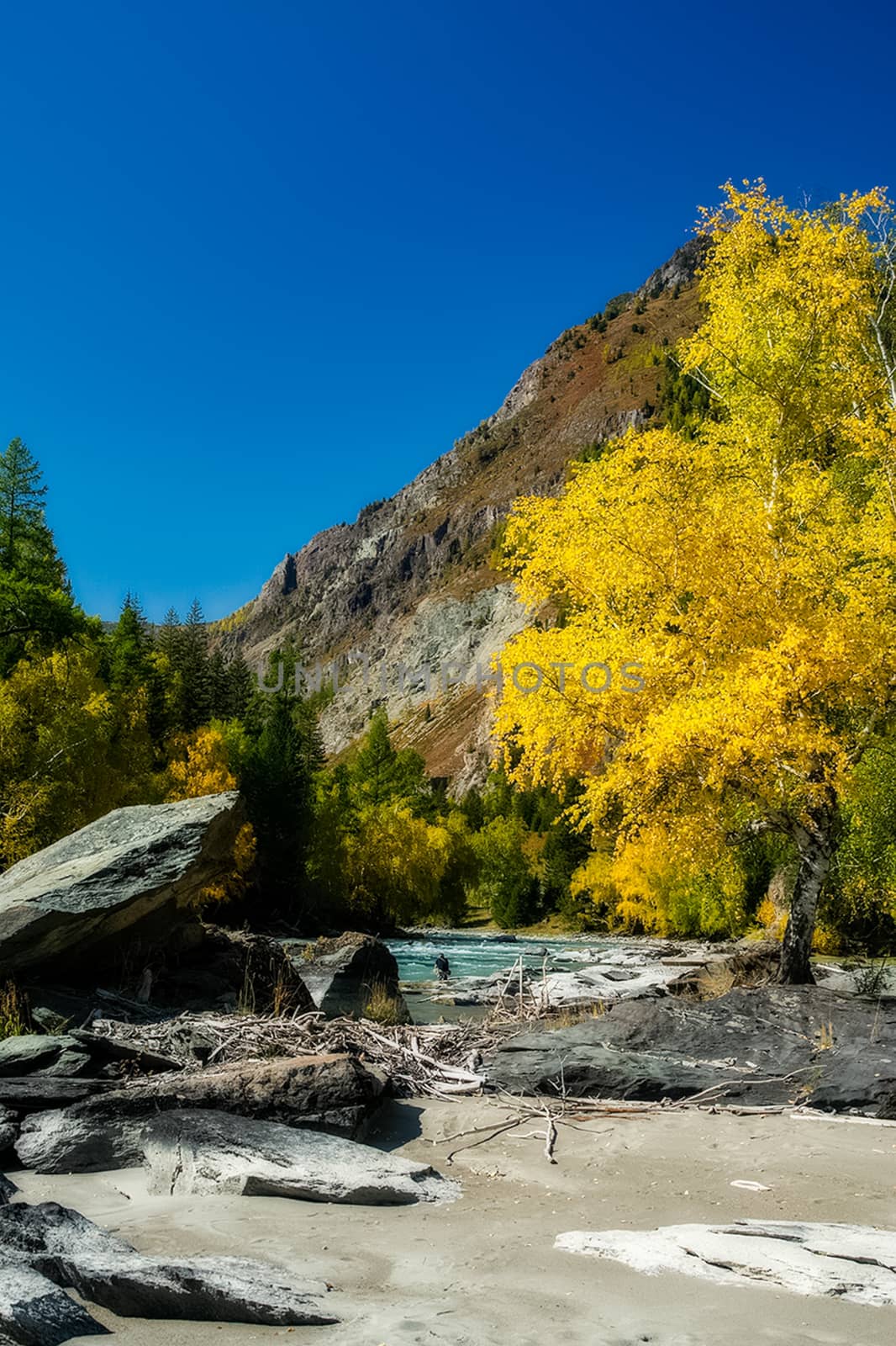 mountain river flows over the rocks. The rivers are altai. Nature is altai. by DePo