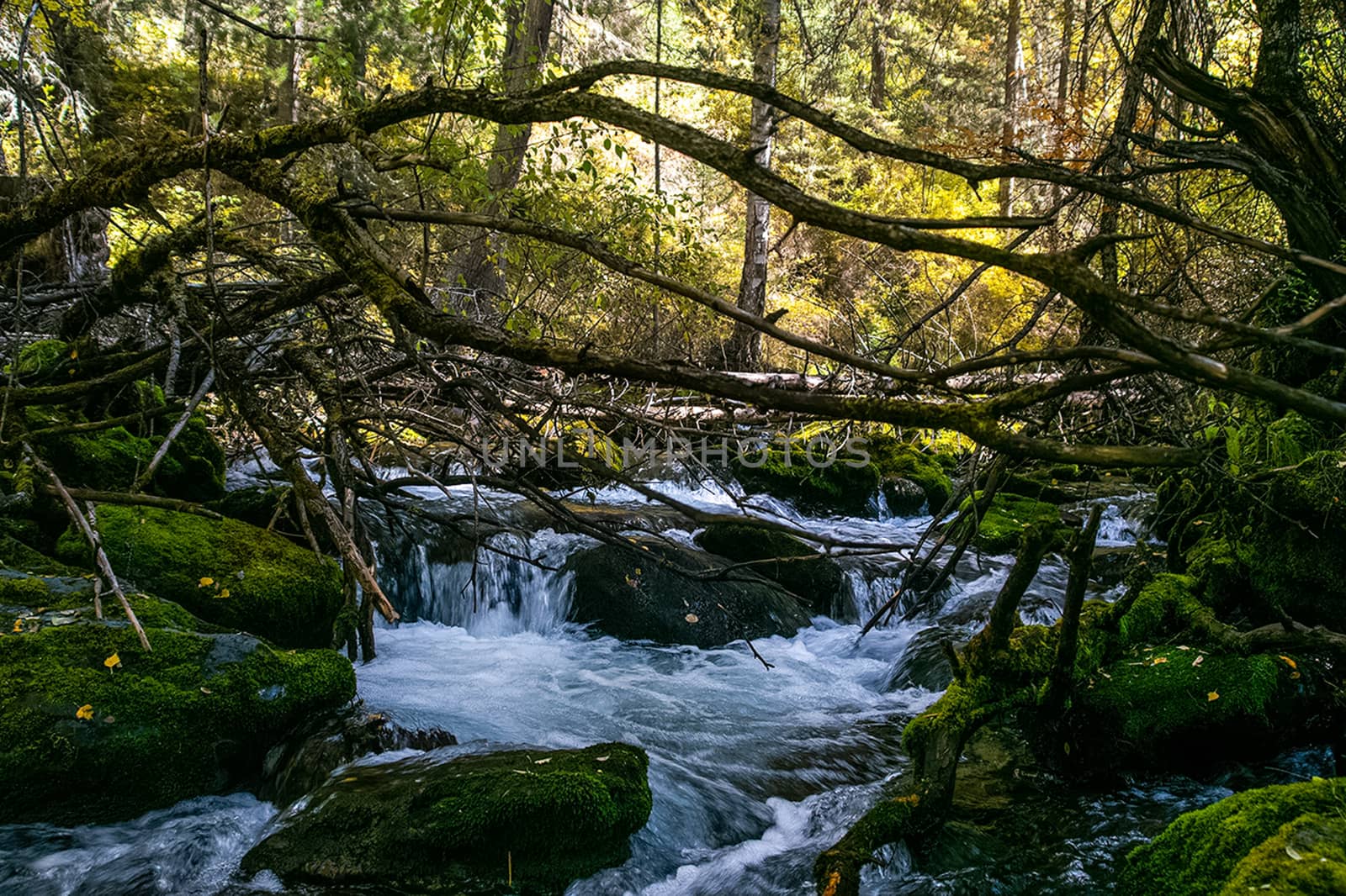 The mountain river flows over the rocks. The rivers are altai. Nature is altai.