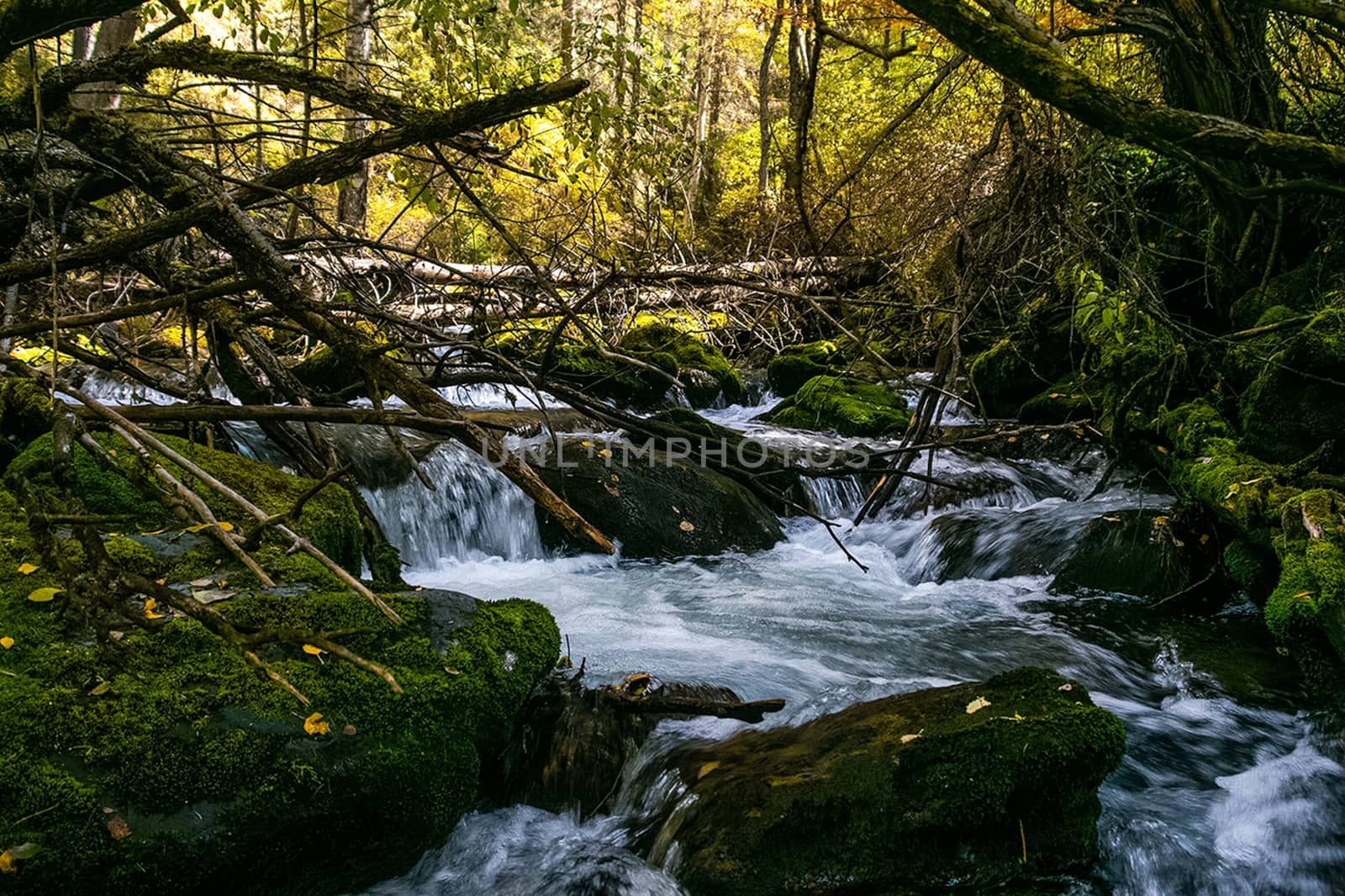 The mountain river flows over the rocks. The rivers are altai. Nature is altai.