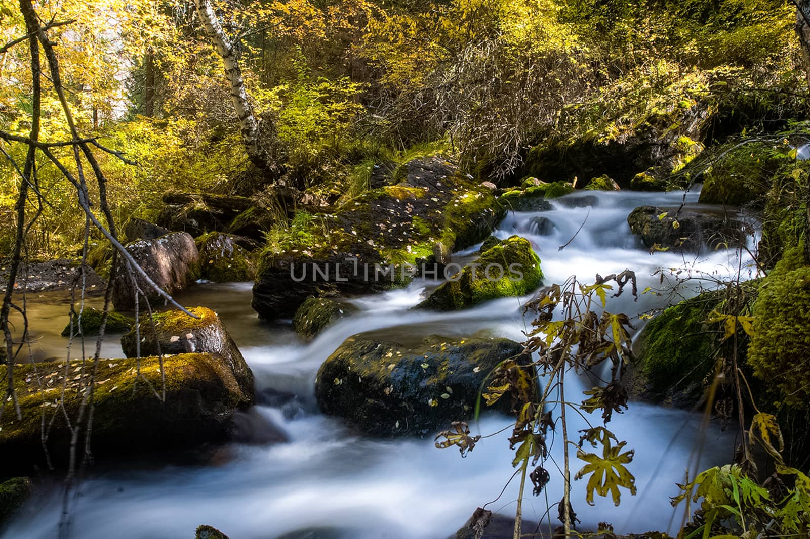 The mountain river flows over the rocks. The rivers are altai. Nature is altai.