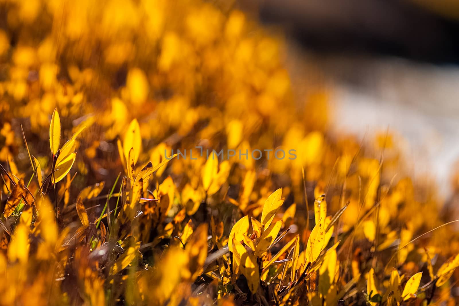 Plants in a meadow in Altai. Altai herbs and flowers.