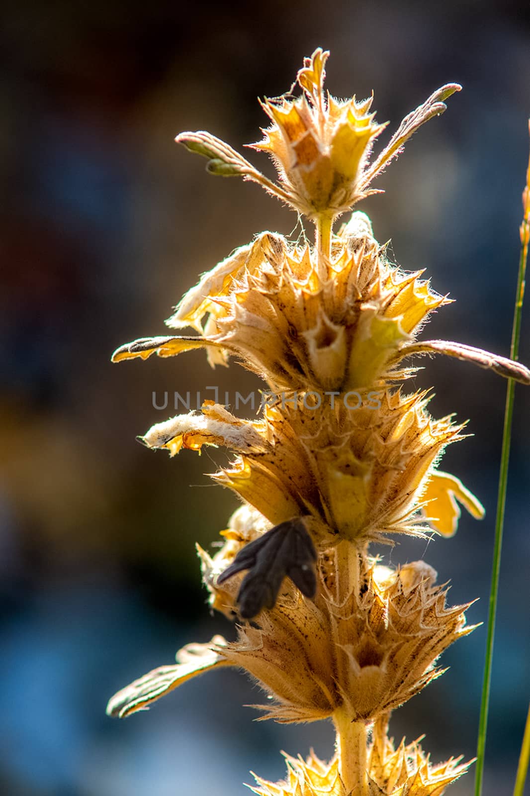 Plants in a meadow in Altai. Altai herbs and flowers.